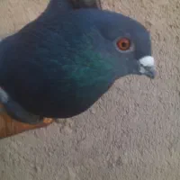 کبوتر|پرنده|گرمسار, |دیوار