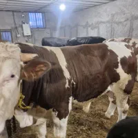 گوساله سیمینتال ۷۰۰کیلویی