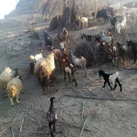 فروش بز به صورت یکجا و تکی|حیوانات مزرعه|میناب, |دیوار