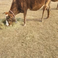 گاو تلیسه و گوساله