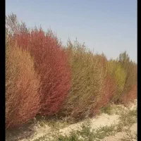 جارو دستی مرغوب