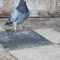 پرنده|پرنده|سوسنگرد, |دیوار