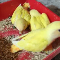 جوجه برزیلی|پرنده|شیراز, زرهی|دیوار