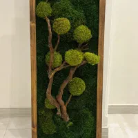 ماسوال، دیوار خزه ای،درختچه جاویدان