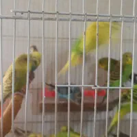 مرغ عشق جوانه|پرنده|خواف, |دیوار