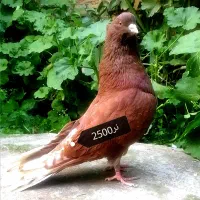 کبوترسرخ و گرگی اس