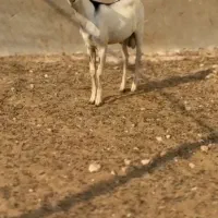 نابیبزغاله|حیوانات مزرعه|الشتر, |دیوار