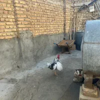 دوعدد خروس گلین اصل جوان