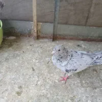 چندکبوترفروشی برای هواوجوجه کشی واکسن خورده|پرنده|مشهد, کوشش|دیوار