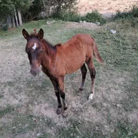 کره اسب ماده
