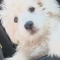 سگ پاکوتاه|سگ|سیرجان, |دیوار