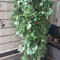 گل جارو برقی کاست|گل مصنوعی|خوی, |دیوار