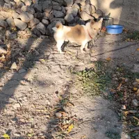 واگذاری پاکوتا