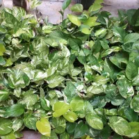 پتوس|گل و گیاه طبیعی|قشم, |دیوار