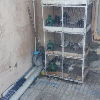 فروشقفسجفتکن.باکبوتر|لوازم جانبی حیوانات|سیرجان, |دیوار