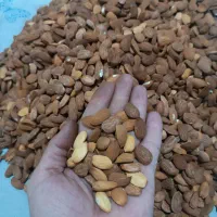 مغز بادام لوکس مجلسی|خوردنی و آشامیدنی|قم, مهدیه|دیوار