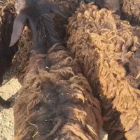 18راس بره ماده|حیوانات مزرعه|باروق, |دیوار