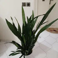 گیاه سانسوریا