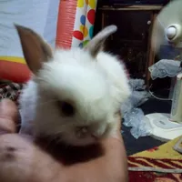 بچه خرگوش لوپ واکسن خورده سالم بامزه