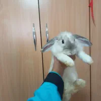 خرگوش ناز و بامزه