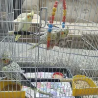 عروس هلندی