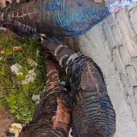 بوقلمون|حیوانات مزرعه|تهران, مسگرآباد|دیوار