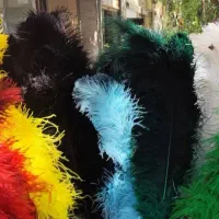 شاه‌پر‌‌‌شترمرغ