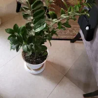 گل زاموفیلا