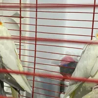 جوجه عروس هلندی
