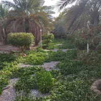 هرس کردن و تمیز کردن وقطع درختان و نخل بزرگ|خدمات باغبانی و درختکاری|بندرعباس, |دیوار