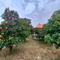 ویلاباغ 2500مترسندتکبرگ پروانه پایانکار فریدونکنار|فروش خانه و ویلا|آستانه سرا, |دیوار