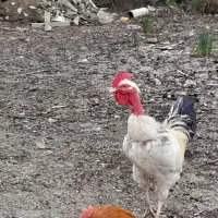 فروش یک عدد خروس گردن گلابی