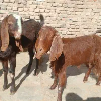 گوشت|حیوانات مزرعه|خاش, |دیوار