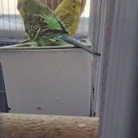 مرغ عشق مولد|پرنده|پردیس, فاز ۴|دیوار