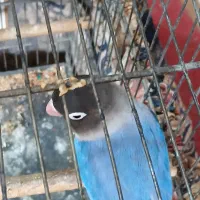 کتوله جفت مولد