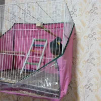 مینا|پرنده|مشهد, شهید قربانی|دیوار