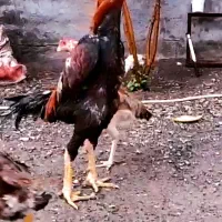 تخم لاری اوشامو وارداتی