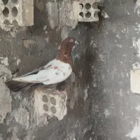 کفتر