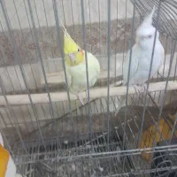 عروس هلندی مولدسخنگو|پرنده|شیراز, کفترک|دیوار