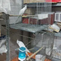 عروس هلندی البینو|پرنده|باغستان, |دیوار