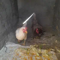 مرغ جوان