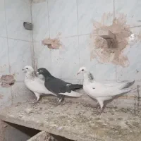 ۳عدد پرشی|پرنده|اسفراین, |دیوار