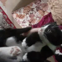 گربه
