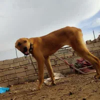 سگ چهار ماهه