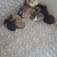 ۱۰ عدد خرگوش|موش و خرگوش|بیرجند, |دیوار