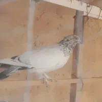 کفتر (کله دم سبز)|پرنده|قرچک, زیبا شهر|دیوار