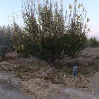 باغ دوبر در کوی پزشکان روستای کردلر (خسروشاه)|فروش زمین و ملک کلنگی|خسروشاه, |دیوار