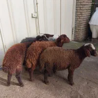 ۵ راس بره توقلی افشاری نر