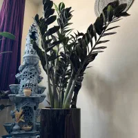 گل و گیاه آپارتمانی