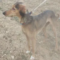 تازی شکاری اصیل یک سالو نیمه ماده نژاد دار